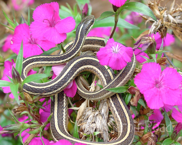 Ribbon Snake