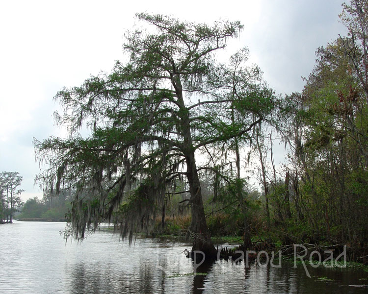 Bayou Boeuf 12