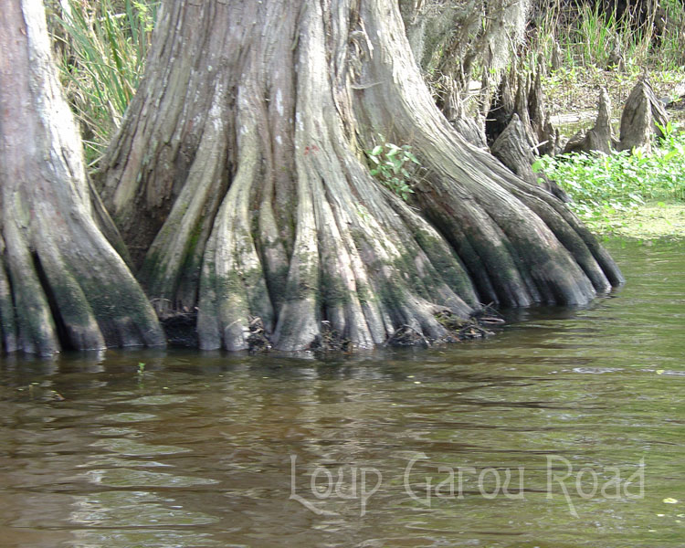 Cypress Feet