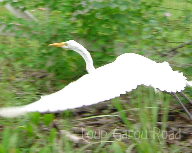 Egret in Flight