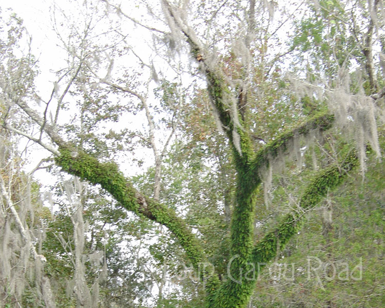 Green Tree of Winter