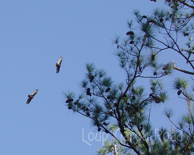 In Flight