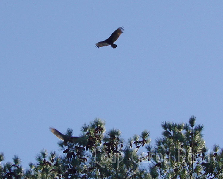 In Flight Duo