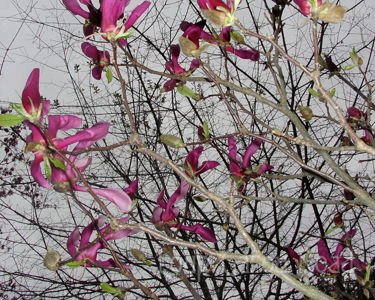 Japanese Magnolia