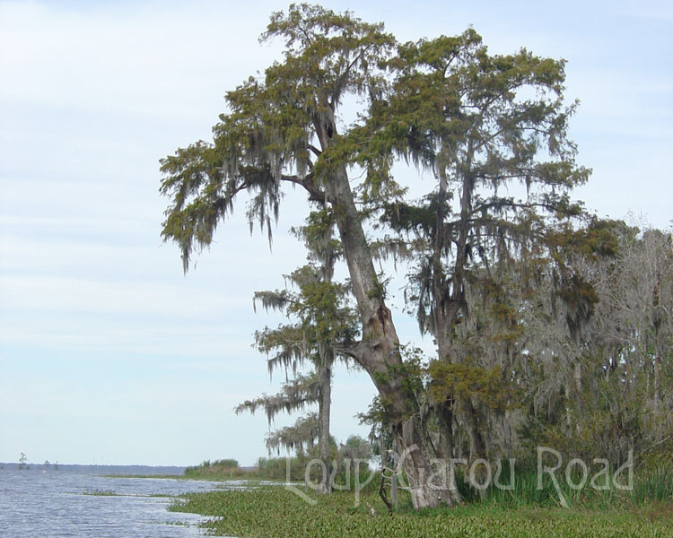 Lake Des Allemands