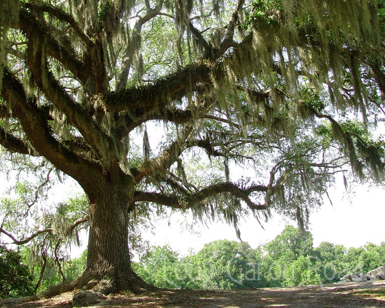 Live Oak Avery Island