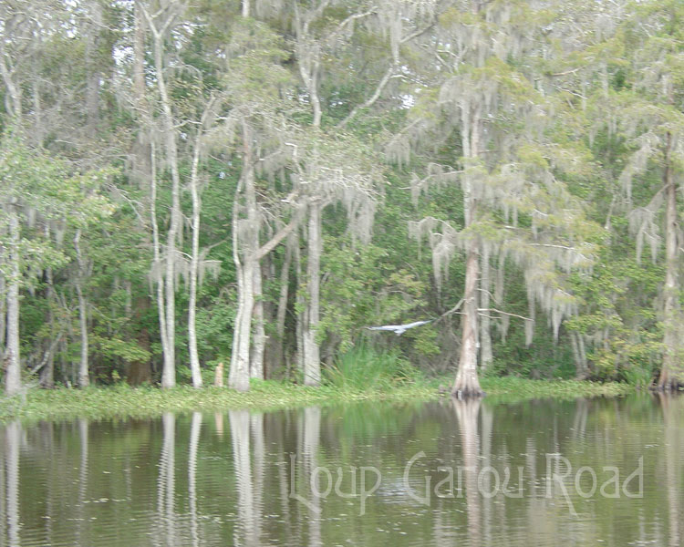 On Bayou Boeuf 1