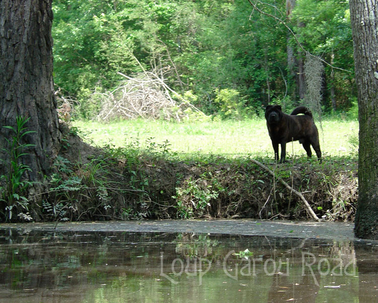 Spirit Dog on the Bayou
