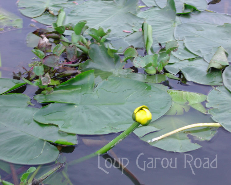 Water Lilies