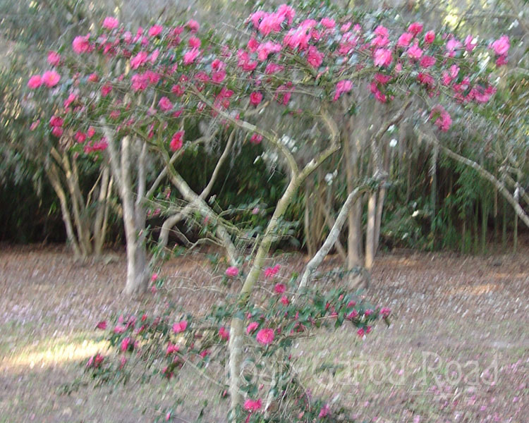 Winter Blooms