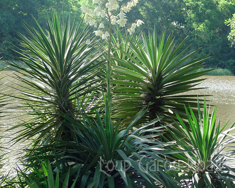 Yucca Bayou l'Anse