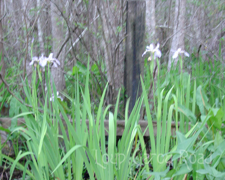 Wild Irises
