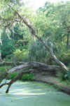 Avery Island