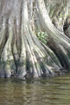 Cypress Feet