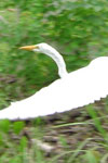 Egret in Flight