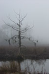 Fog on Bayou Paquet 1