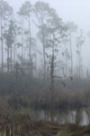 Fog on Bayou Paquet 2