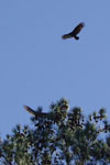 In Flight Duo