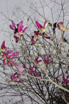 Japanese Magnolia