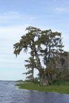 Lake Des Allemands