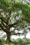 Live Oak Avery Island