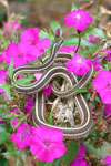 Ribbon Snake