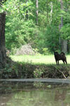 Spirit Dog on the Bayou