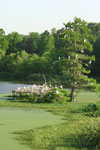 Spring Egrets