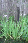 Wild Irises