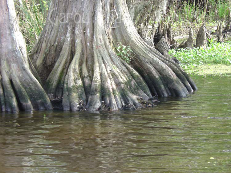 Cypress Feet