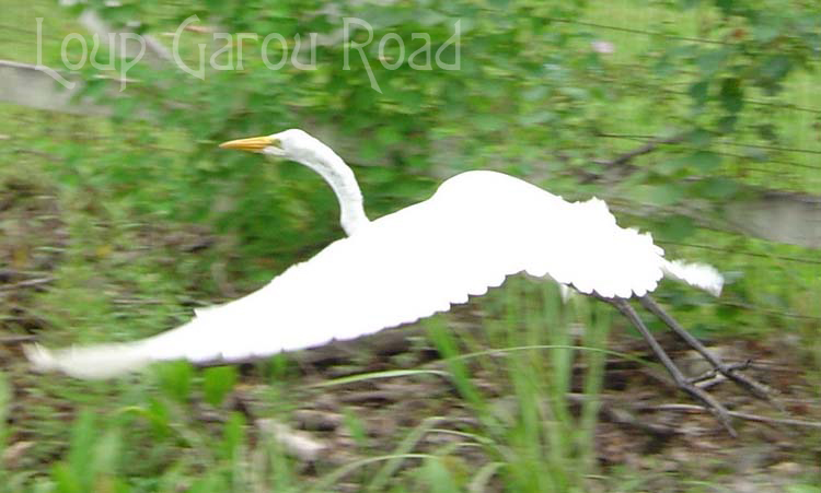 Egret in Flight