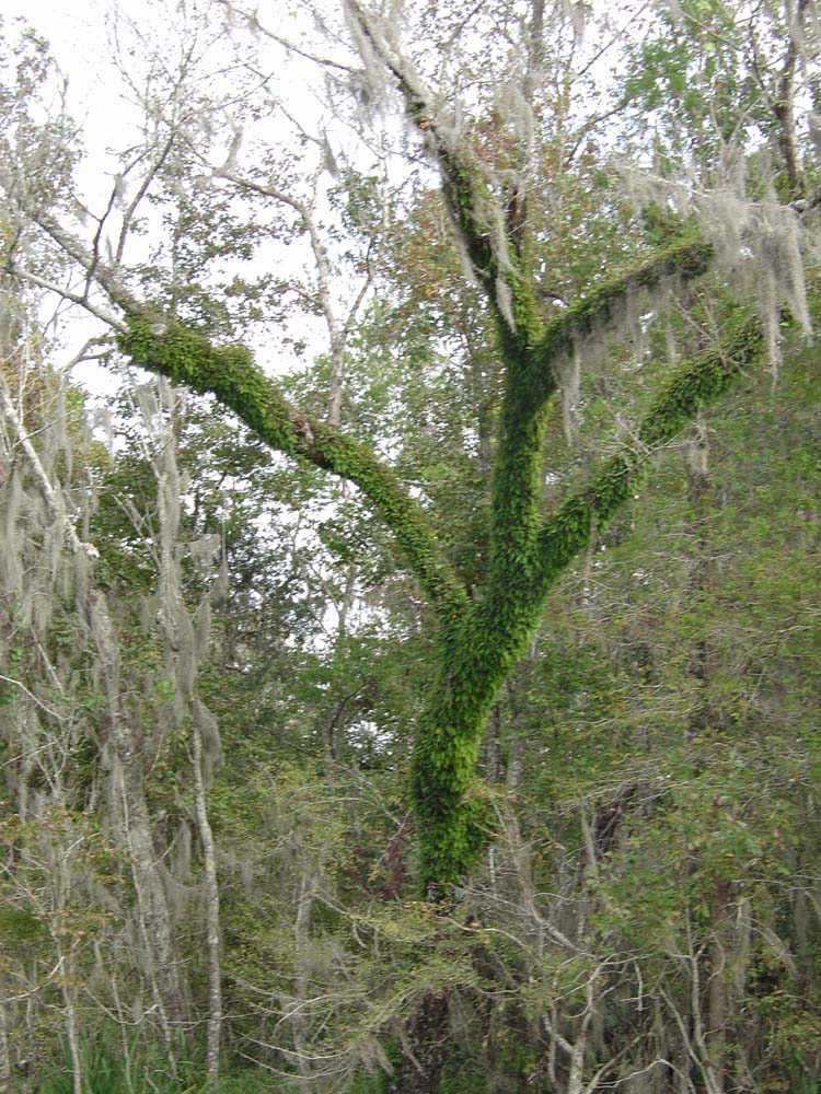 Green Tree of Winter