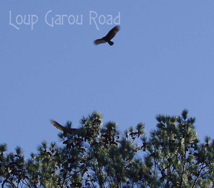 In Flight Duo