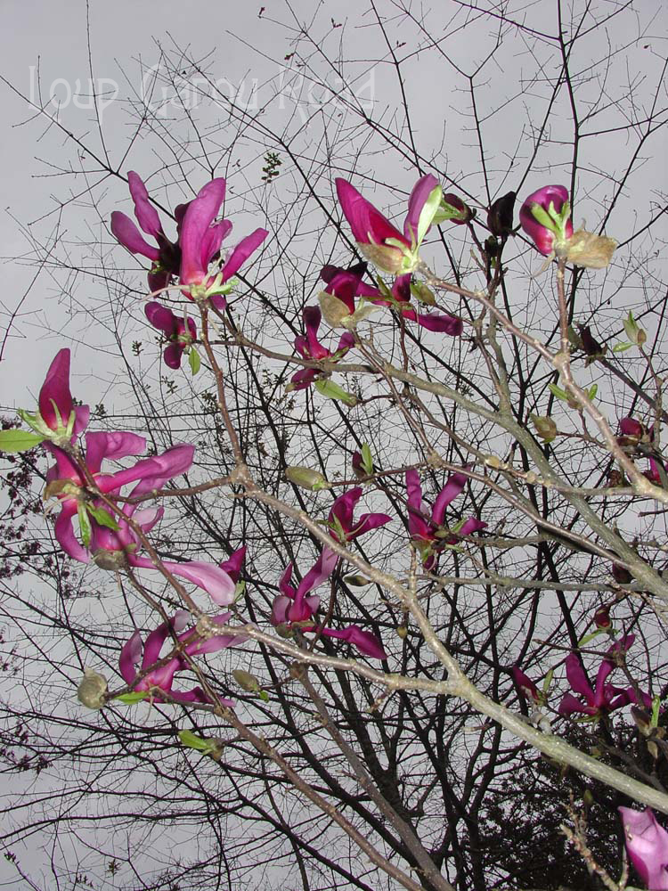 Japanese Magnolia