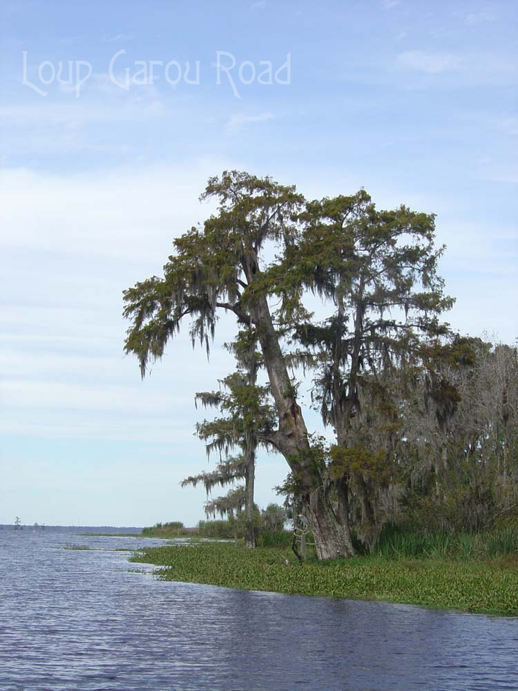 Lake Des Allemands