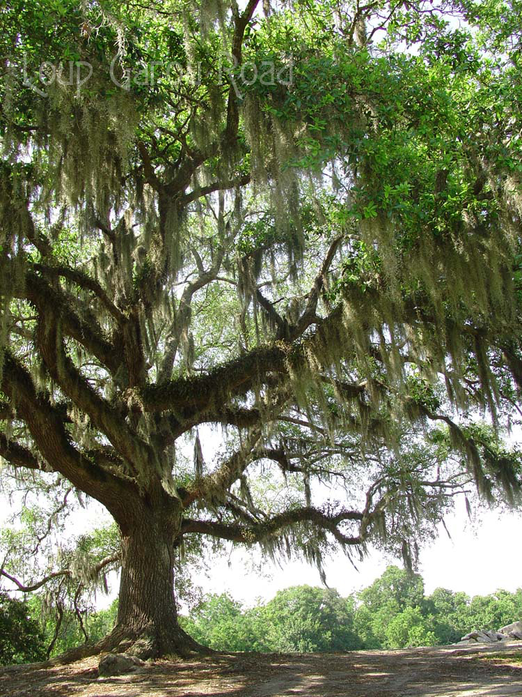 Live Oak Avery Island