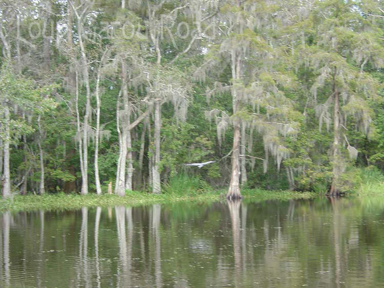 On Bayou Boeuf 1