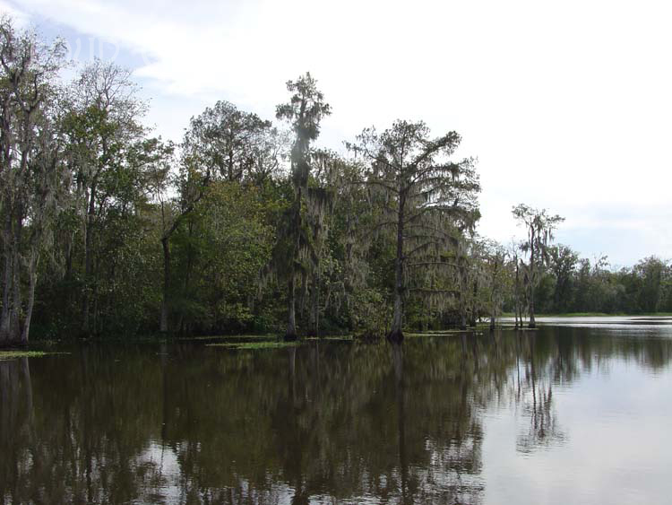 On Bayou Boeuf 2