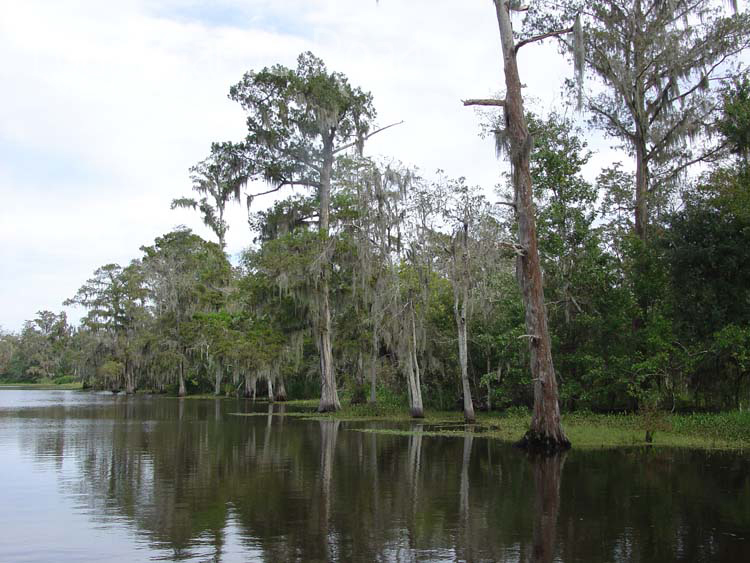 On Bayou Boeuf 4