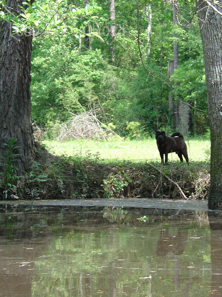 Spirit Dog on the Bayou