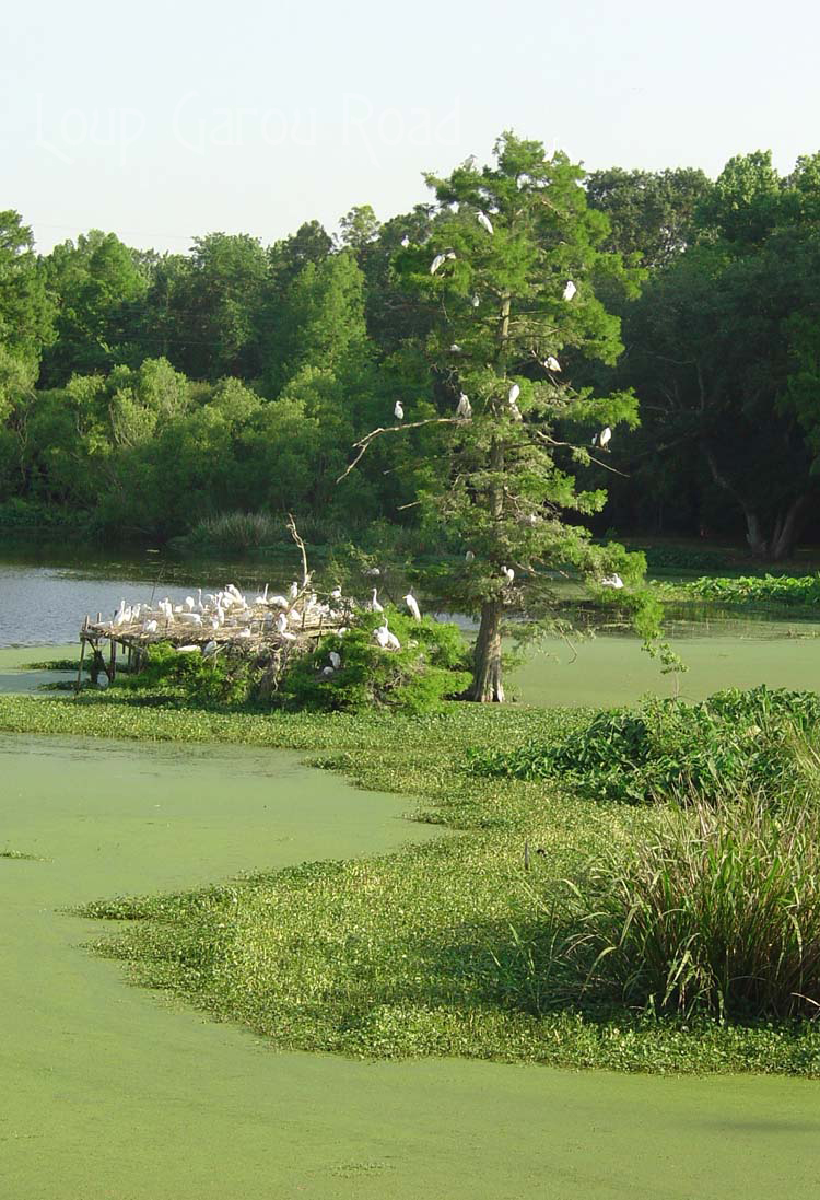 Spring Egrets