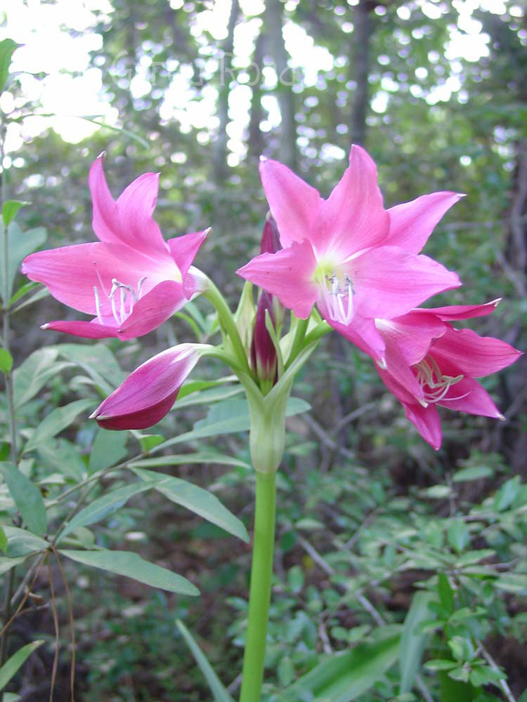 Stargazers