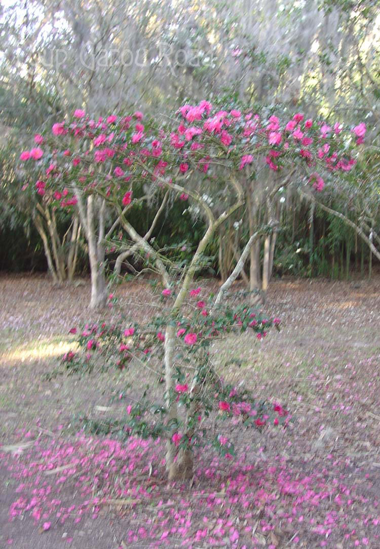 Winter Blooms