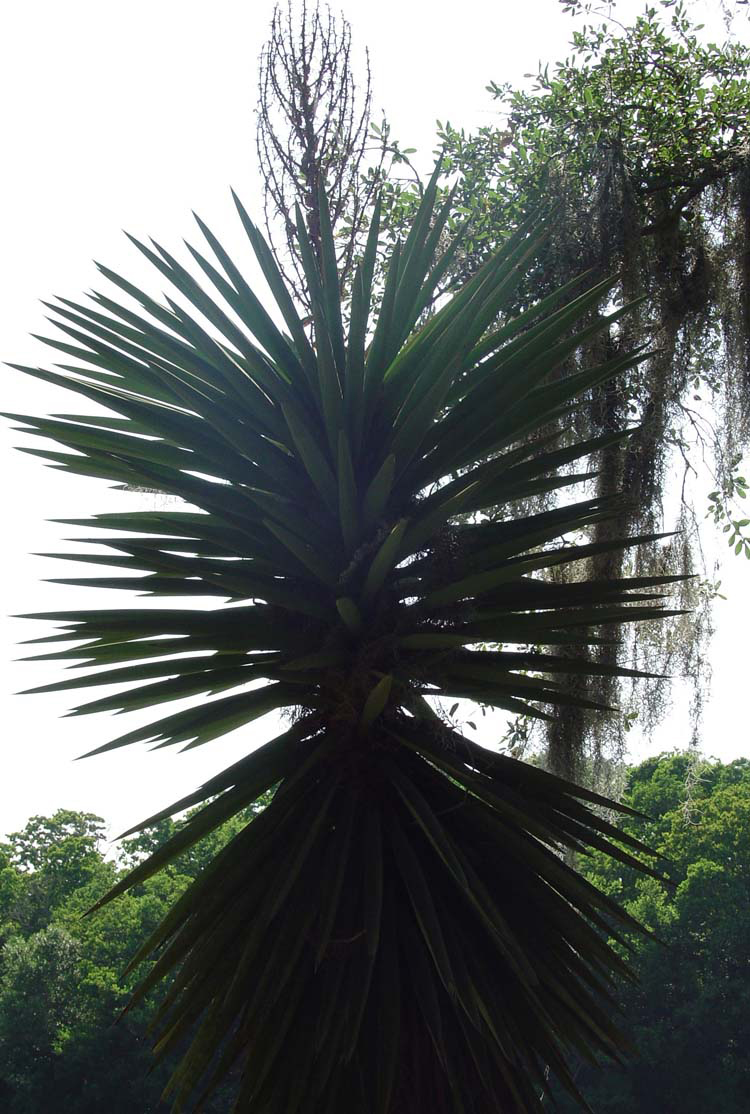 Yucca at Avery Island