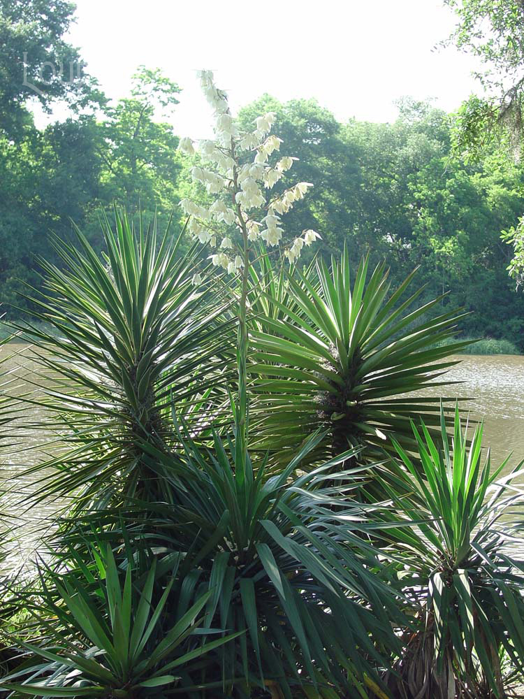 Yucca at Bayou l'Anse