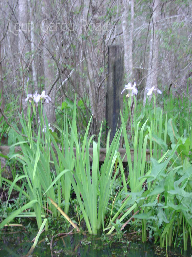 Wild Irises